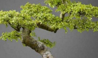 怎么用普通榆树做盆景（如何用榆树做盆景）