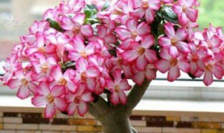 新手怎么养殖沙漠玫瑰 新手怎么养殖沙漠玫瑰花盆