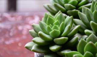 如何种植多肉植物 如何种植多肉植物免费视频