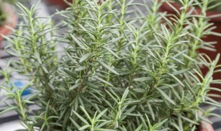 迷迭香怎么种才不会死（迷迭香种植注意事项）