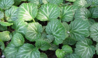 虎耳草怎么养（七变化虎耳草怎么养）