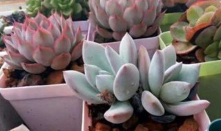 多肉怎么养才会出状态（多肉怎样养才会出状态）