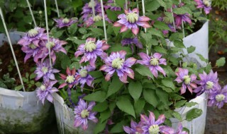 铁线莲怎么养殖 铁线莲怎么养殖方法视频