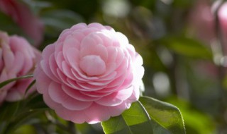 花怎么养才能更旺盛 米兰花怎么养才能更旺盛