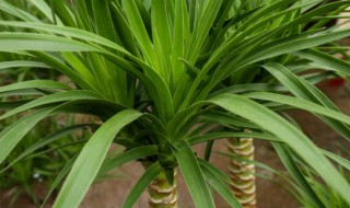 香龙血树怎么养（香龙血树怎么养殖）