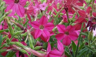 花烟草怎么种（花烟草怎么种植方法）