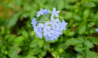 蓝雪花怎么养才能更旺盛（蓝雪花怎么养护和管理）