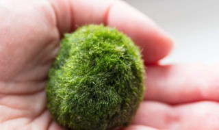 海藻怎么养 海藻怎么种植