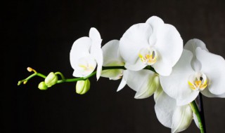 紫罗兰花怎么养家庭养法（紫罗兰怎么繁殖）