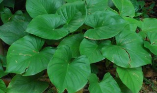 千年健植物怎么养 千年健的种植方法