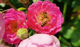 蔷薇花如何种植方法 蔷薇花怎样种植方法