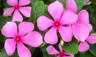 长春花怎么养才能爆花 长春花怎么养才能爆花呢