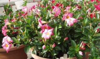 盆栽飘香藤冬天怎么养（盆栽飘香藤冬天开花吗）