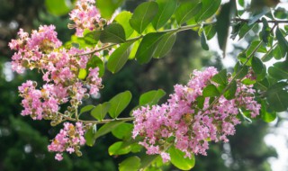 紫薇花应该怎么养殖（紫薇花应该怎么养殖方法）