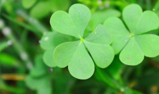 三叶草怎么种(三叶草种植技术和方法)