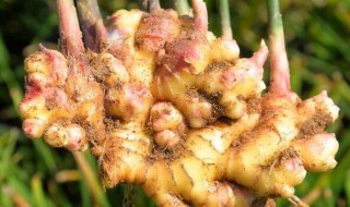 小黄姜和老姜的区别（小黄姜和老姜哪个更驱寒）