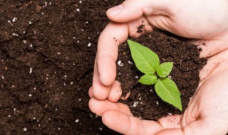 落地生根小苗怎么养(落地生根小苗怎么养活)