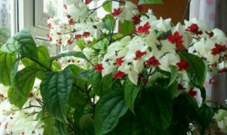 怎样让龙吐珠开花（怎样让龙吐珠开花多一点）