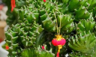 麒麟怎么养护和浇水（麒麟怎么养才能旺盛）