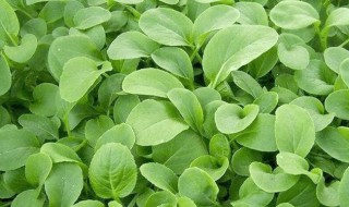 鸡毛菜和小白菜的区别 鸡毛菜长大了是什么菜