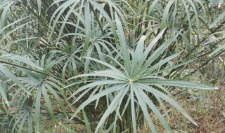 伞竹怎么养（伞竹怎么养才发根的快）