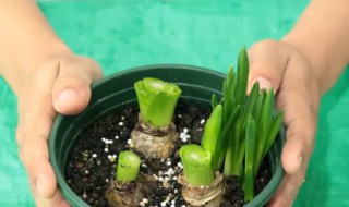 风信子怎么土培 风信子土培怎么种植