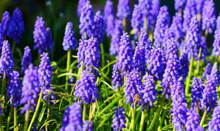 葡萄风信子怎么留种子 葡萄风信子怎么留种子种植