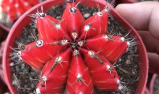 绯牡丹怎么生长 绯牡丹怎么繁殖