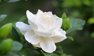 栀子花怎么养才长得快（栀子花怎么养才长得快呢）