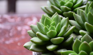 普通人如何养好多肉（如何更好的养多肉）