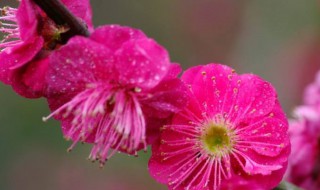 怎么才能让梅花年年开放(如何让梅花开花)