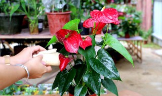 红掌怎么养才能长得好（红掌应该怎么养）