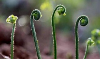 蕨菜怎么保存到下半年（蕨菜要怎么保存）