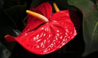 红掌怎么养才能开花更多更旺盛（红掌怎么养才能开花更多更旺盛呢）