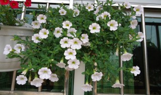 百万小铃怎么过冬（百万小铃过冬养护）