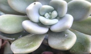 冬美人怎么过冬(冬美人如何过冬)