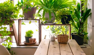 玉树扦插生根最快方法是什么 玉树扦插方法和注意事项有哪些