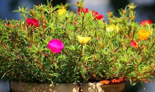 太阳花怎么养护（太阳花施什么肥）