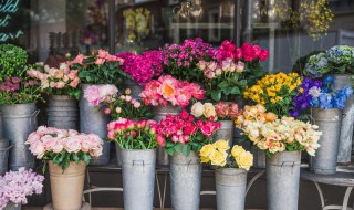 红花荷怎么养 红花荷的花语