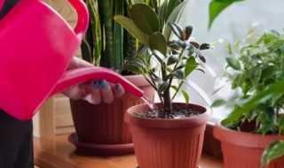 养花浇水口诀有哪些 养花浇水口诀有哪些呢