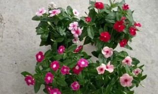 长春花冬天怎么养 长春花冬天怎么养护和浇水