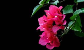 三角梅怎么养才能长得好（三角梅怎么养才能长得好看）