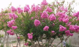 痒痒树怎么种植 痒痒树的药用价值