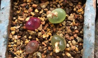 毛汉尼怎么度夏（毛汉尼夏天怎么养）