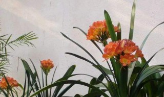 垂笑君子兰怎么不开花 垂笑君子兰不吉利吗