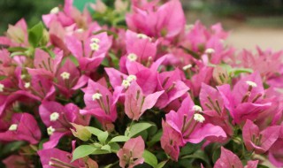 三角梅怎么养才能多开花（三角梅怎么养才能多开花快）