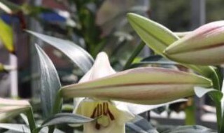 百合花一年开几次花（四季百合花一年开几次花）