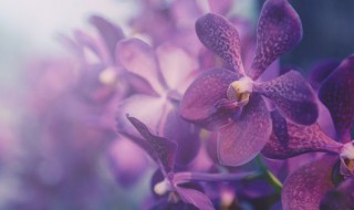 蝴蝶兰是怎么培育出来的(蝴蝶兰怎么培养和繁殖)