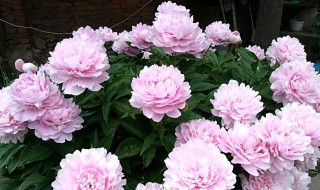 芍药怎么养才长得好 芍药怎么养才长得好呢