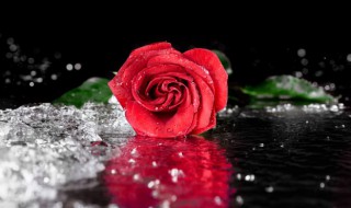 玫瑰花怎么养可以花繁叶茂 玫瑰花怎么能养活?